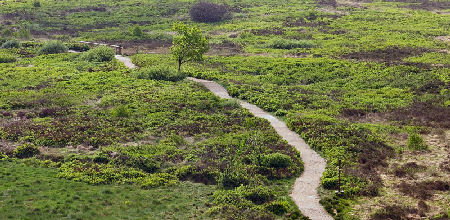 Lande tourbeuse à Malchamps. Photo : S. Nekrassoff