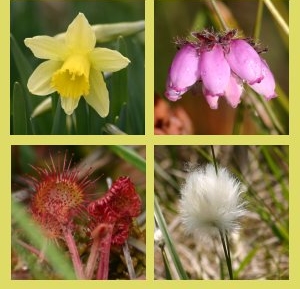 Diverses fleurs sauvages