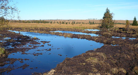 Photo : Life PLT Hautes-Fagnes